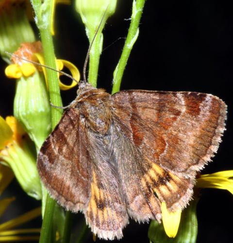 Réf. 326 689 : Euclidia glyphica